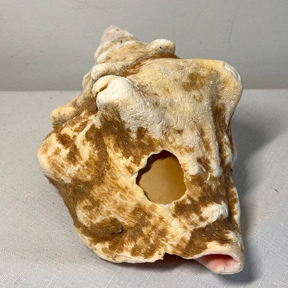 Natural Conch Shell Seashell Decor - Picture 4 of 7